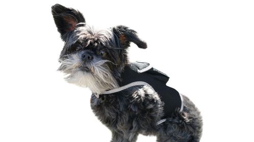 Lesser Cost Pet Surveillance System Pet Tracker GPS Tracker for Dog Collar Size:S
